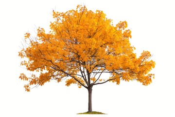 An autumnal scene with yellow and orange foliage on trees against a white background.