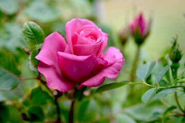 Macro blooming pink rose close up. Pink rose head blooming.