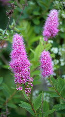 Fototapeta premium Spiraea salicifolia is blooming in the garden