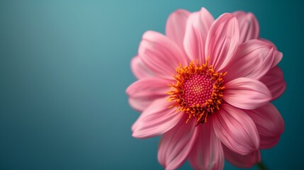 A close up photo of a single pink dahlia flower against a teal background