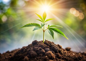A Cannabis Plant Growing In The Soil Under The Sunlight.