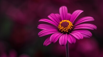 Obraz premium A close-up shot of a single pink daisy flower in bloom