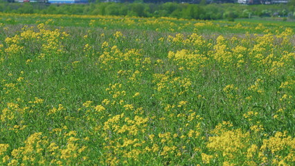 Flowering Yellow Flowers Field And Metallurgical Plant In Background. Beautiful Field With Yellow Flowers On Background Of A Metallurgical Plant.