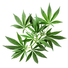 cannabis buds. vector file. isolated. transparent
