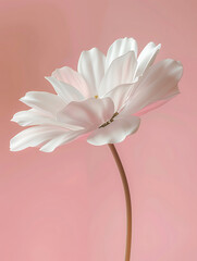 Obraz premium flower wallpaper