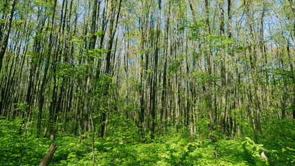 Fototapeta premium Travel Vacation Nature Concept. Green Forest In Rays Of Rising Sun. Beautiful Canopy. Beautiful Summer Morning In Forest.