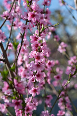 peach blossoming in spring