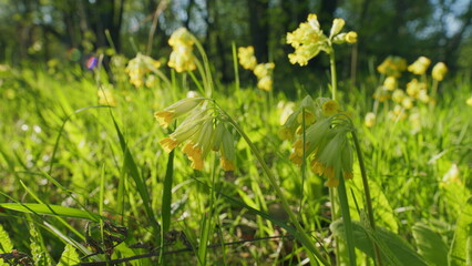 Obraz premium Inflorescence Yellow Endangered Flower Plant. Primula Veris L. Common Cowslip Primrose Yellow Flowers. Flowering Primula Veris.