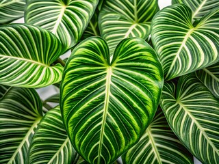 Close Up Of A Lush, Green, Heart-Shaped Leaf With White Veins.