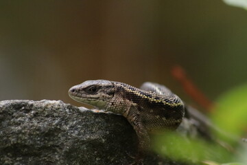 lizard on the tree