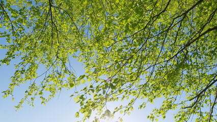 Green Fresh Foliage Of Old Tall Trees Growing In Forest. Sun Through Leaves Of A Tree. Green Spring Birch Leaves Art Bright Relax. Sunny Summer Day.