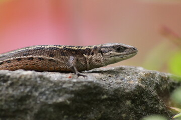 bearded dragon lizard