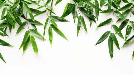 Bamboo leaves in green isolated on a white background