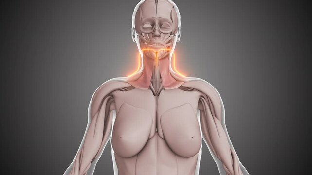 Animation of the Platysma muscles