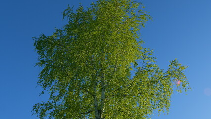 Fototapeta premium Green Fresh Foliage Of Old Tall Trees Growing In Forest. Sun Through Leaves Of A Tree. Green Spring Birch Leaves Art Bright Relax. Sunny Summer Day.