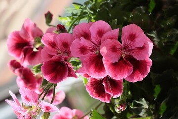 colorful flowers of geranium potted plant