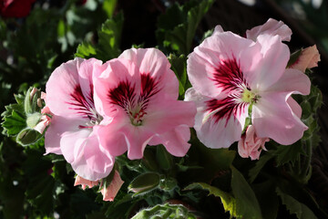 colorful flowers of geranium potted plant