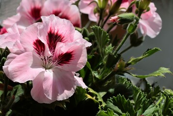 colorful flowers of geranium potted plant