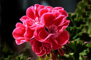 colorful flowers of geranium potted plant