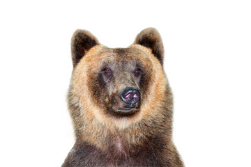 portrait of a brown bear isolated on a white background