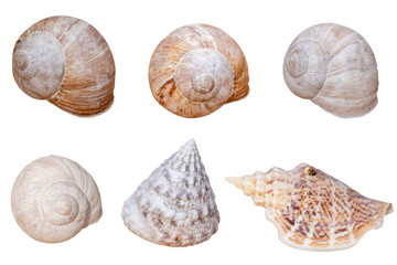 shells set. vector file. isolated. transparent
