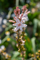 asphodel also king's spear  (Ästige Affodill) Asphodelus ramosus