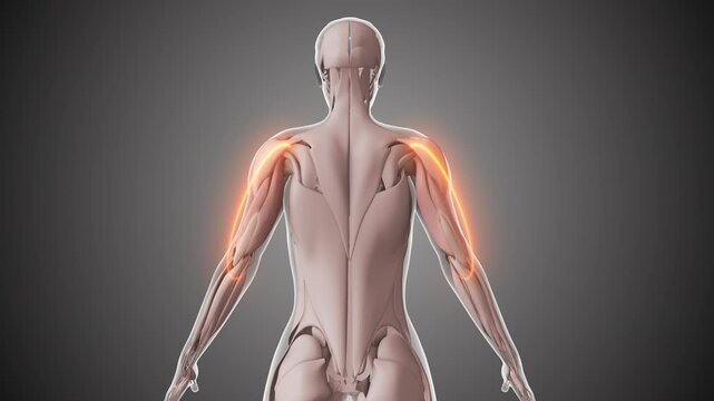  Animation of the triceps muscles