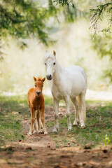 Fototapeta premium horse and foal photo photography