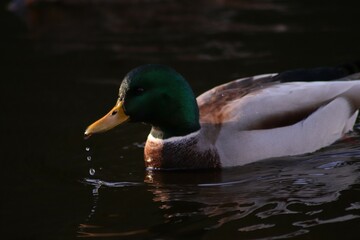 Duck

