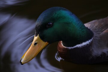 duck in water