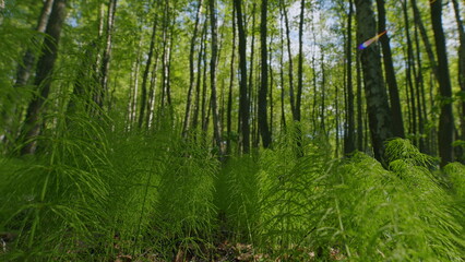 Fototapeta premium Equisetum Arvense Or Field Horsetail, Common Horsetail. Fresh Sprouts Of A Horsetail Or Snake Grass And Puzzlegrass. Many Horsetails Are Growing In Forest.