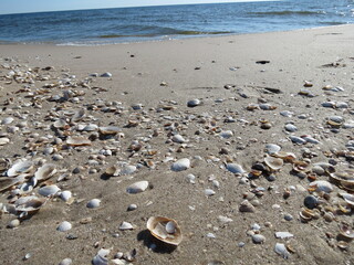 Sandstrand mit Muscheln