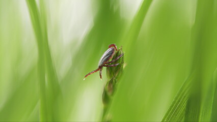 Ixodid Tick Crawls On A Green Leaf Or Blade Of Grass. Terrible Blood Sucking Crawling Bug.