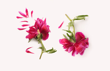 Purple broken pion flower and petal on beige background.