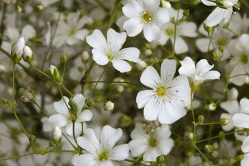 White flower Nature horizontal meadow background.