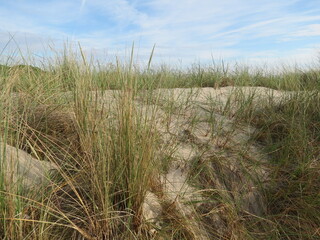 Dünen an der Ostsee