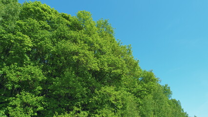 Obraz premium Green Fresh Foliage Of Old Tall Trees Growing In Forest. Woodland Or Park With Beautiful Huge Trees. Summer Background.