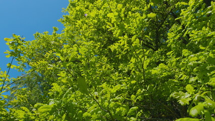 Fototapeta premium Lush Green Foliage Of Trees With Afternoon Sun. Trees Tops Of Trees With Lush Green Fresh Leaves Against Blue Sky.