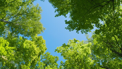 Obraz premium Nature Scene With Fresh Leafs. Green Deciduous Trees Against Blue Sky. Canopy Of Tall Trees Frame Clear Blue Sky.