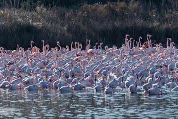 Fototapeta premium Albufera Waters: Flamingo Multitude Amidst Tranquil Serenity