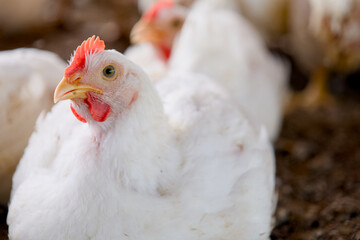 Farmyard Harmony White Chicken