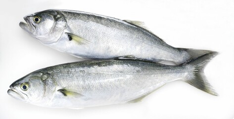 fresh fish on white background
