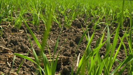 Grain Cultivation Farm. Green Field Of Early Wheat At Day Sunlight Movement. Fresh Green Rye Plant Grow. Beautiful View Of Endless Green Agricultural Field On Spring Day.