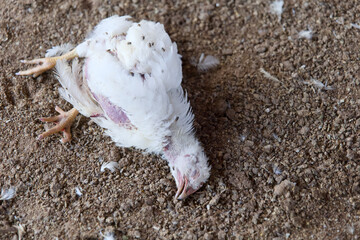Lone Hen Battling Illness