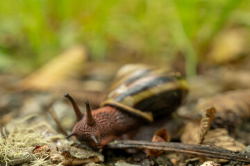 Red Faced Snail Crawls Across Ground