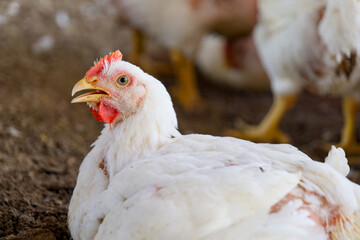 Feathered Harmony Chickens in Motion
