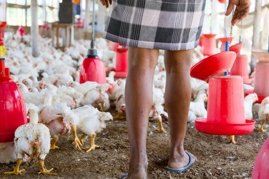 Feeding Time at the Chicken Farm