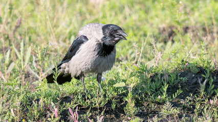 crow in the grass