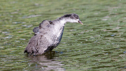 duck in the water