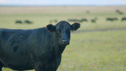 Cattle brazing in fields. Black angus cows as herd. Powerful black cow that eats grass. Static view.